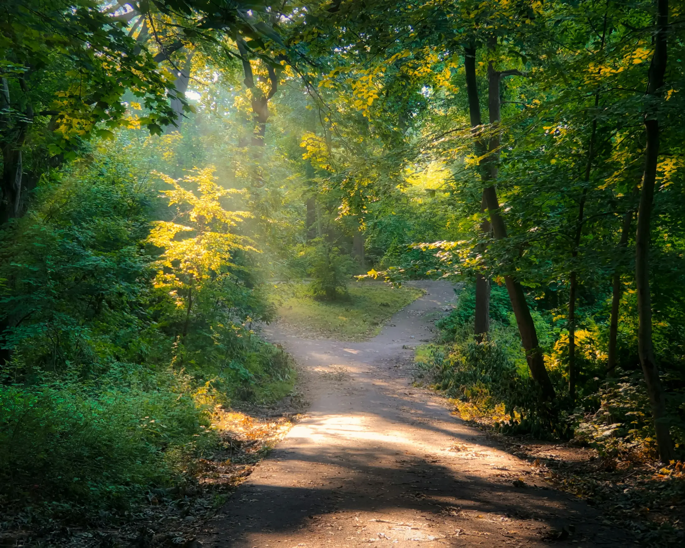 Morning light over a wooded trail along the James River